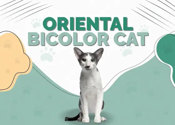 Orientalische Bicolor-Katze: Infos, Bilder, Eigenschaften und Fakten