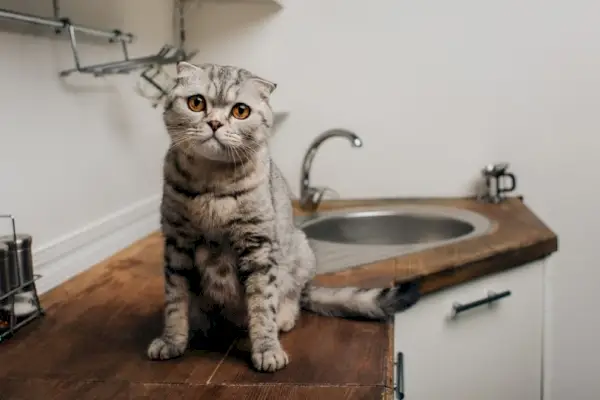 pisica scottish fold așezată pe blatul din bucătărie