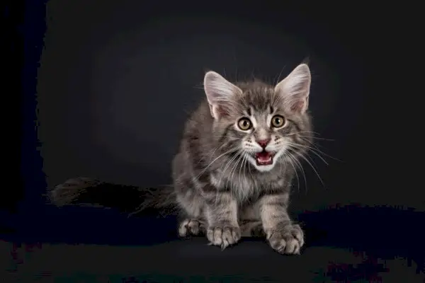 tabby maine coon kattunge kvitrer