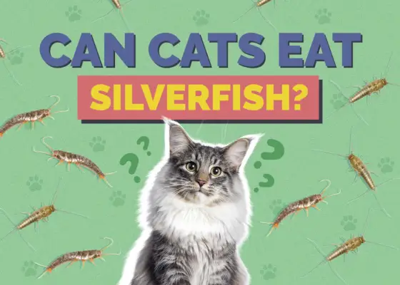 Hepper_Can Cats Eat_Silverfish