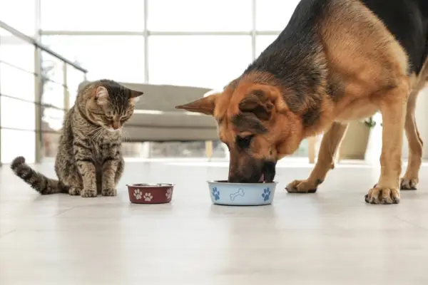 Hund und Katze essen zu Hause