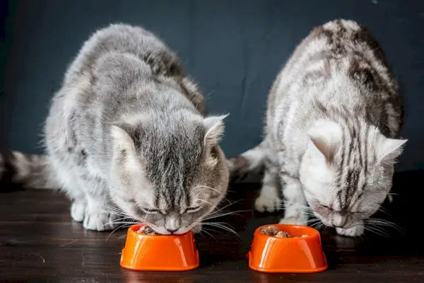 Katzen fressen aus orangefarbenen Schüsseln