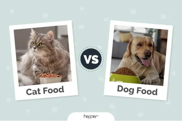 Katzenfutter vs. Hundefutter