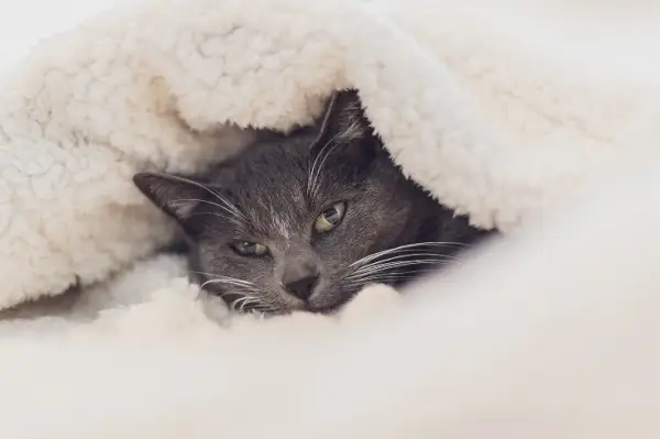 gato peludo en manta