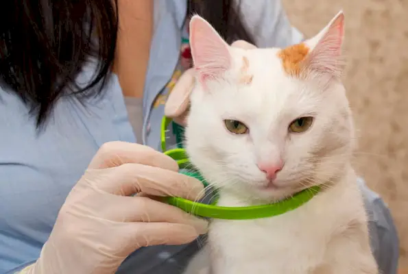 kvinna som bär katten en loppa och fästing krage