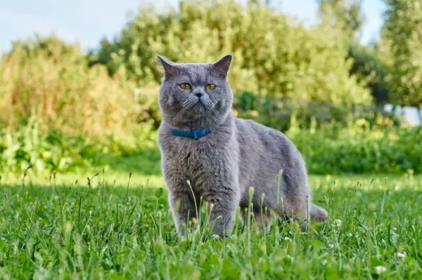 brittisk korthårig katt som bär lopphalsband