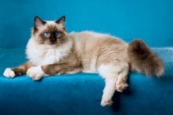 Seal Point Ragdoll Cats: Fakta, oprindelse og historie (med billeder)