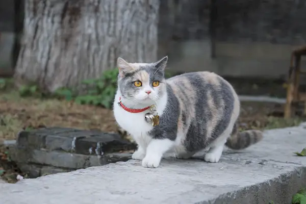 gato munchkin con collar