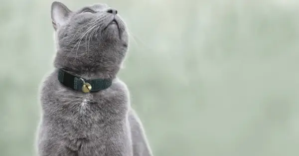 Gato Chartreux con collar hepper_Gris