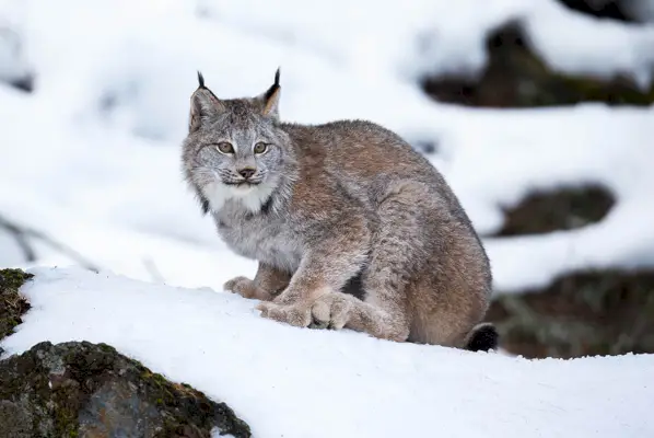 Lince canadiense en la nieve