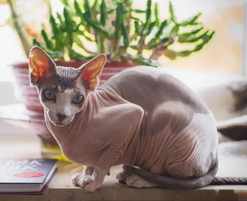 un gato sphynx en la mesa