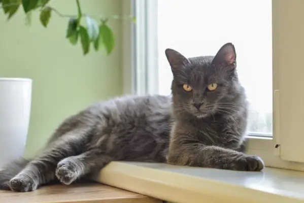 gato nebelung junto a la ventana