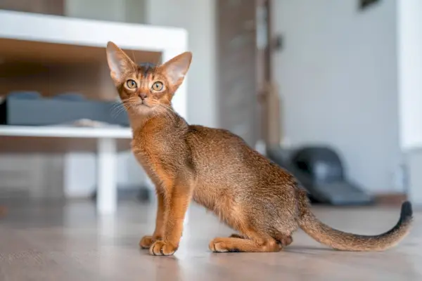 Gato abisinio en casa.