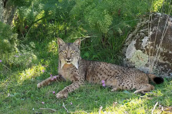 Nőstény ibériai hiúz (Lynx pardinus), La Lancha, Sierra de Andújar Természeti Park, Andalúzia, Spanyolország - Flickr - Frank.Vassen