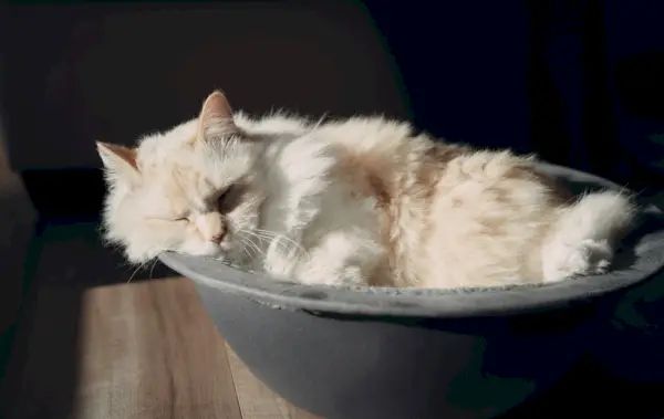 lindo gato blanco del Himalaya durmiendo en una cama nido hepper