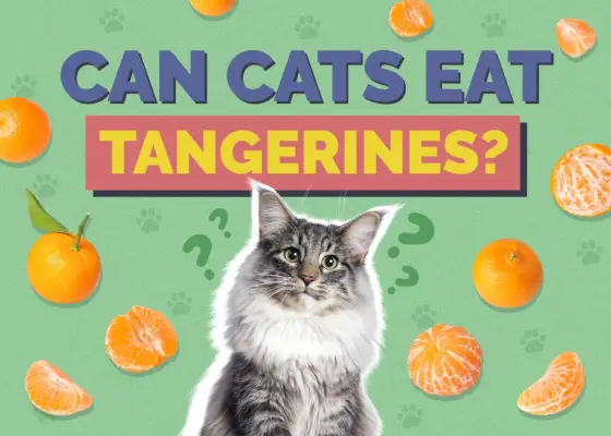 Hepper_Can Cats Eat_Tangerines