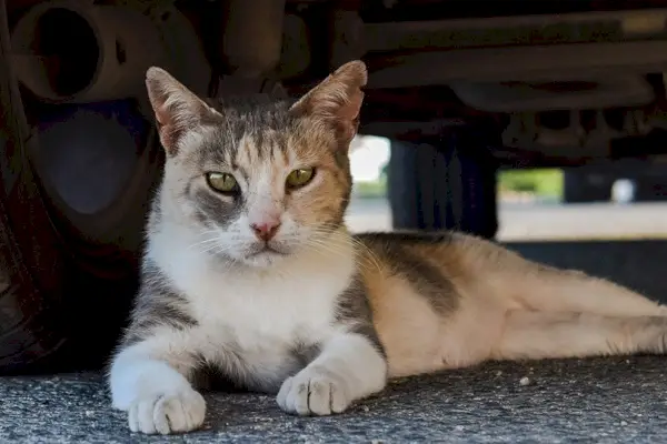 arabanın altında yatan vahşi bir kedi