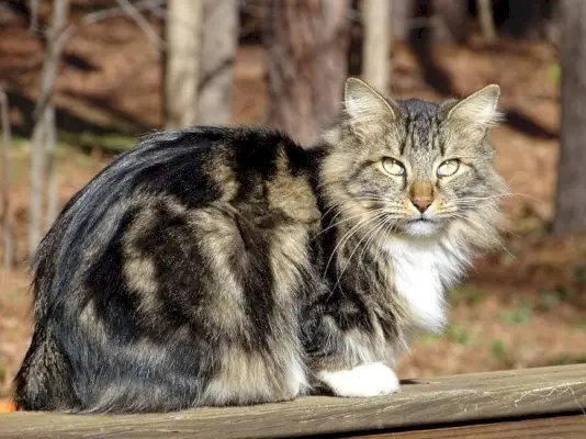 Amerikkalainen bobtail-kissa