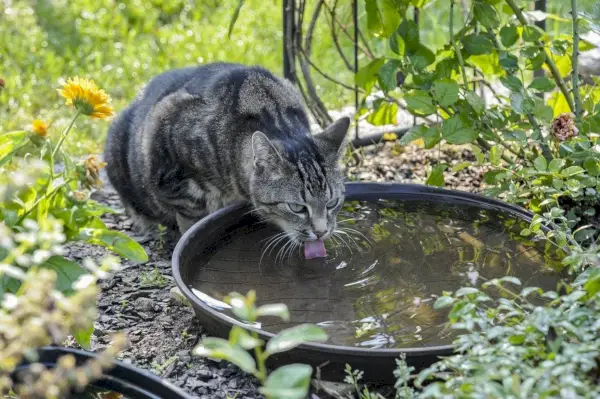 Katze trinkt Salzwasser