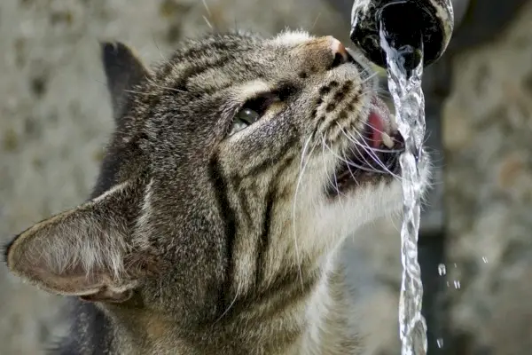 Katze trinkt im Wasserhahn