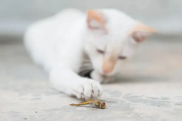 Gato blanco y libélula