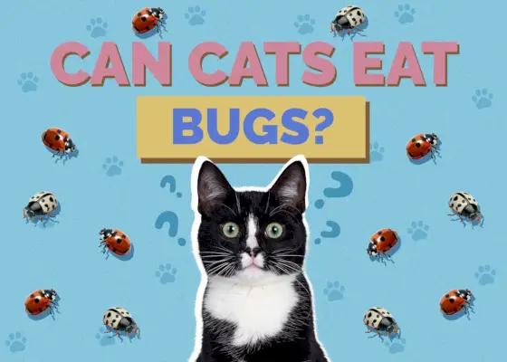 ¿Pueden los gatos comer insectos? Guía de salud y seguridad revisada por veterinarios