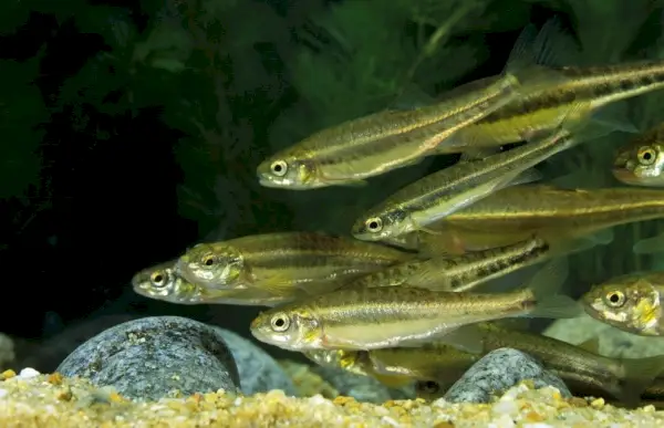 grupo de peixes peixinhos adultos