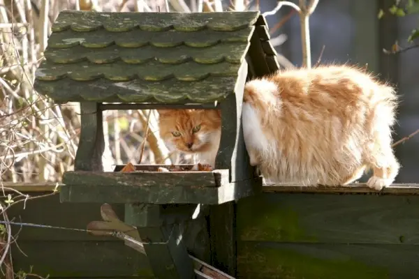 Hvordan holde katter unna fuglematere: 6 idiotsikre metoder