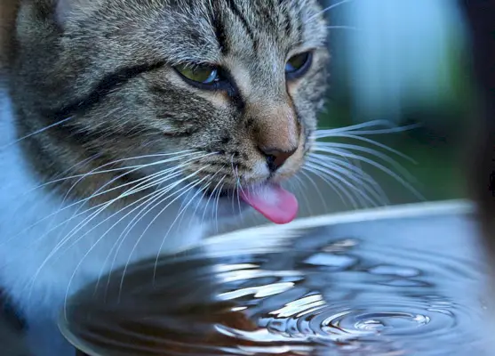 Un gatto che beve acqua