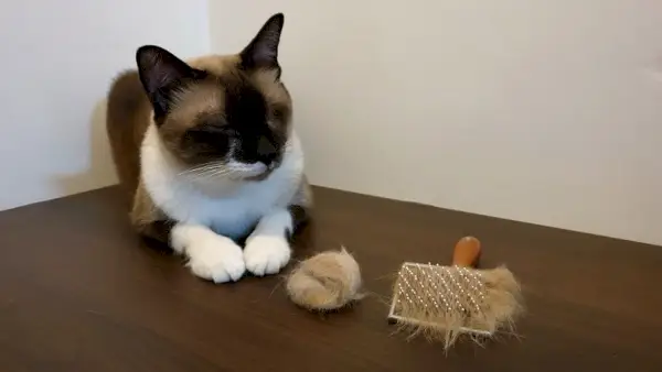 giovane gatto seduto sul tavolo di legno con boli di pelo