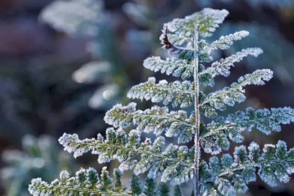 Nahaufnahme eines frostigen Farns