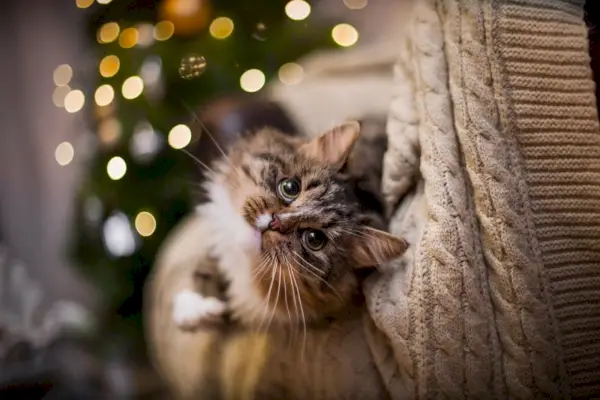 Tabby-Katze spielt am Weihnachtsbaum und bei Lichtern