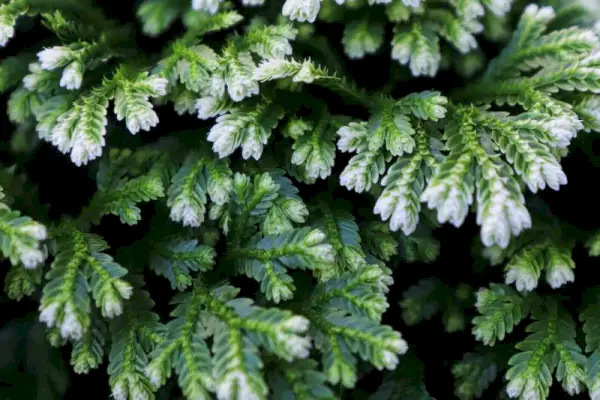 Nahaufnahme der bunten Spitzen eines frostigen Spitzenfarns