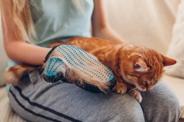 As 10 melhores ferramentas para remover pêlos de gatos – 2.024 avaliações e principais escolhas