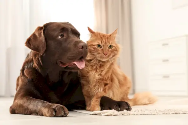 床に寝そべる犬と猫