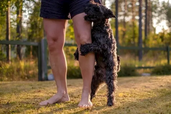 ミニチュアシュナウザー犬のこぶ