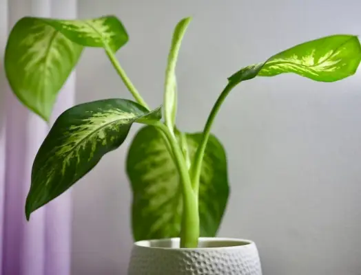 dieffenbachia planta d'interior en test