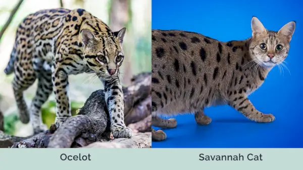 Mačka Ocelot vs Savannah bok po boku