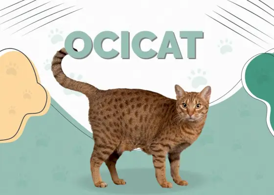 Ocicat-Kat