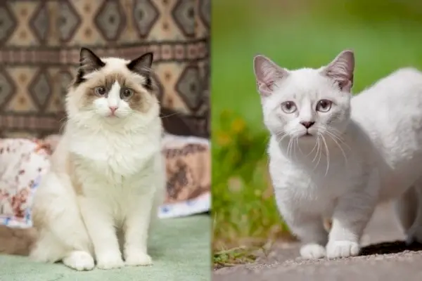 Ragdoll versus Munchkin-ras