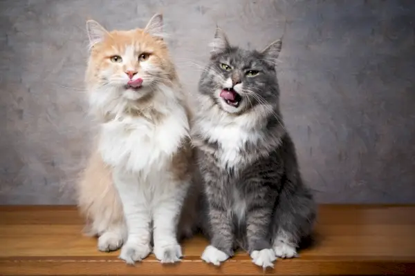 Maine-Coon-Katzen sitzen