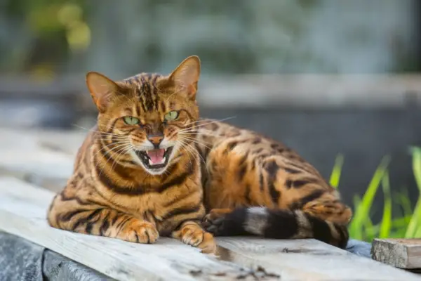 Bengalkatze liegt auf Holz