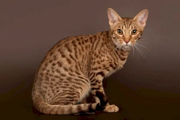 Ocicat-Katze auf braunem Hintergrund