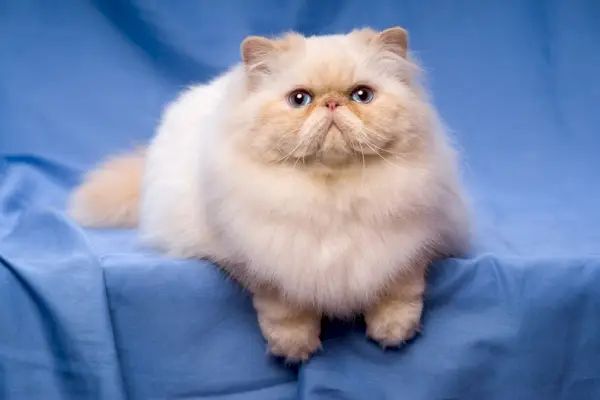 61 types de couleurs de chat persan (avec informations et images)