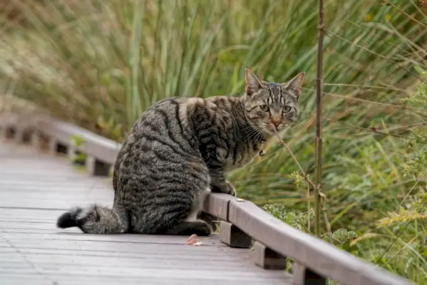 Amerikanische Ringelschwanzkatze im Freien