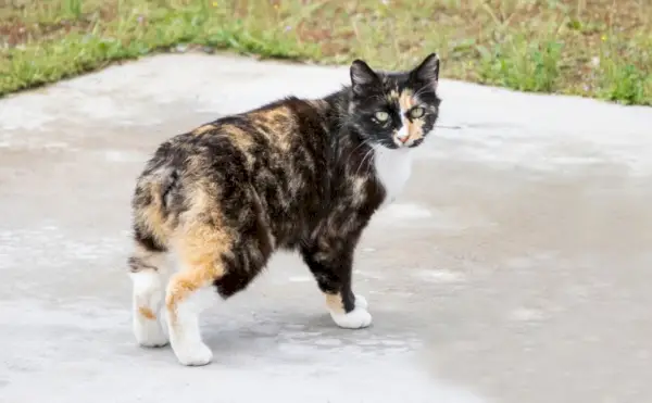 Manx-Katze steht draußen