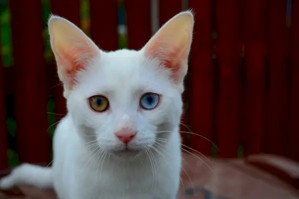 Chat blanc avec un œil bleu et un œil jaune