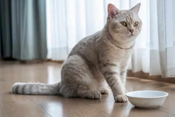 Chat British shorthair Couleur chocolat argenté yeux jaunes