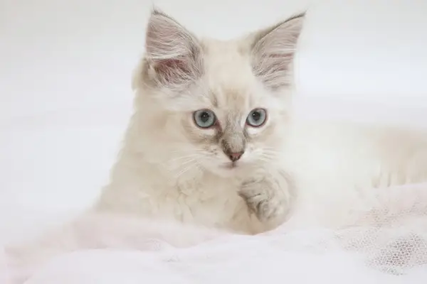 Syrin Ragdoll Cat: Fakta, opprinnelse og historie (med bilder)