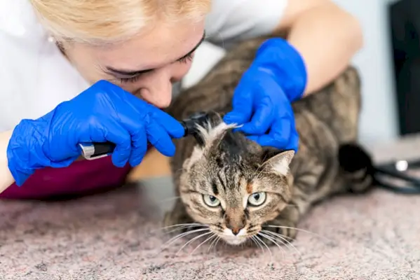 veterinar pregleda mačko